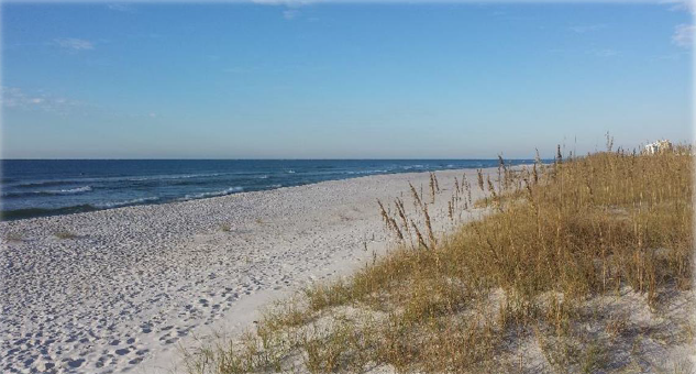 Florida Department of Environmental Protection specialists David Perkinson & Jacob Pace searched Perdido Key on Tuesday, September 16, 2014. Perkinson & Pace collected 236 BP Deepwater Horizon tar balls weighing .7 pounds. Photos courtesy FDEP.