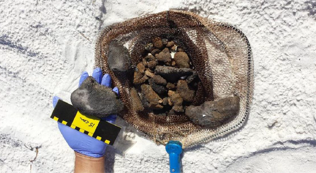Portion of BP oil observed Friday, October 31, 2014 on Escambia County, Florida beaches. These hardened balls are often filled with deadly, flesh-eating bacteria. Do not handle without protective gloves.