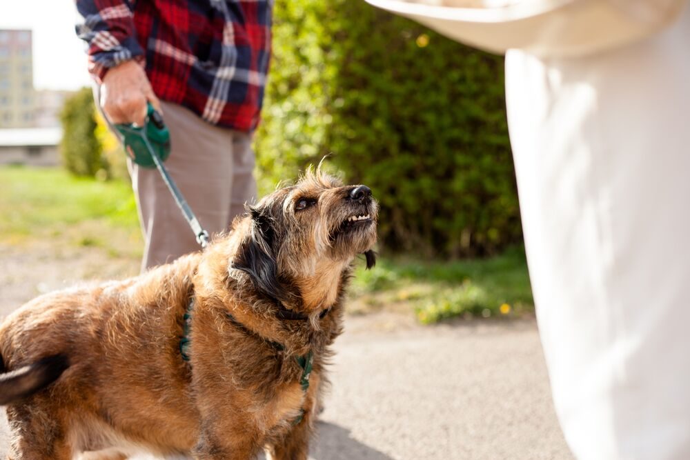 A small crossbreed dog on a leash