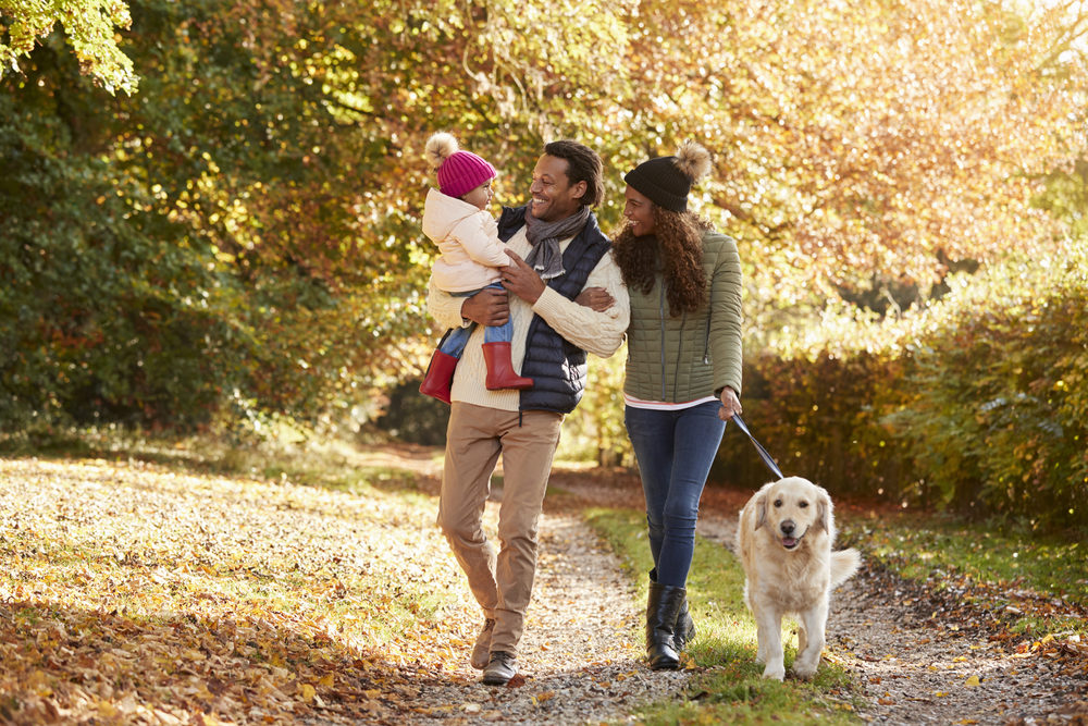 Couple walking golden retriever with daughter outside in the daylight.