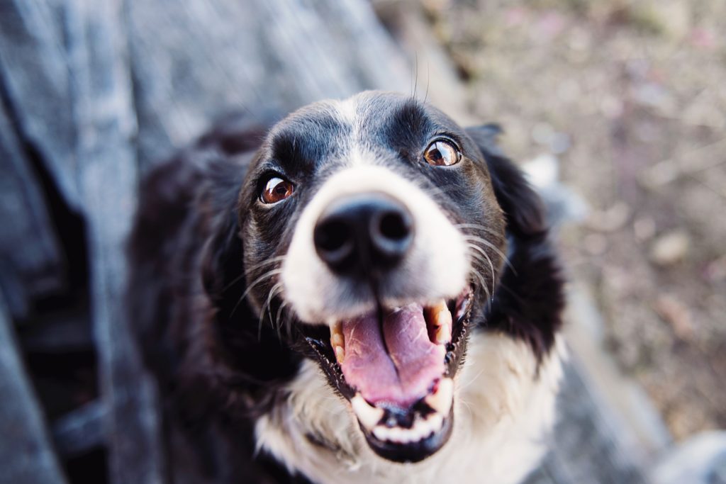 Dog Bites: The Damage Can Be Devastating A crazy looking dog stares at the camera