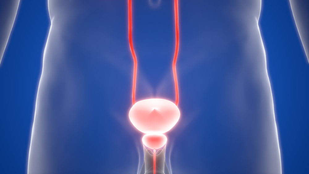 3D  image of human male urinary bladder organ