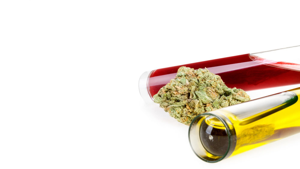 Laboratory test tubes with blood and urine with marijuana bud isolated on white background.