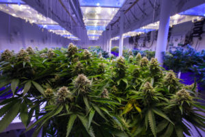 Commercial Marijuana Grow Operation