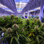 Commercial Marijuana Grow Operation