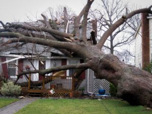 A large tree lays on top of a house in the aftermath of a hurricane.