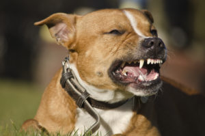 a dog baring its teeth with a leather collar