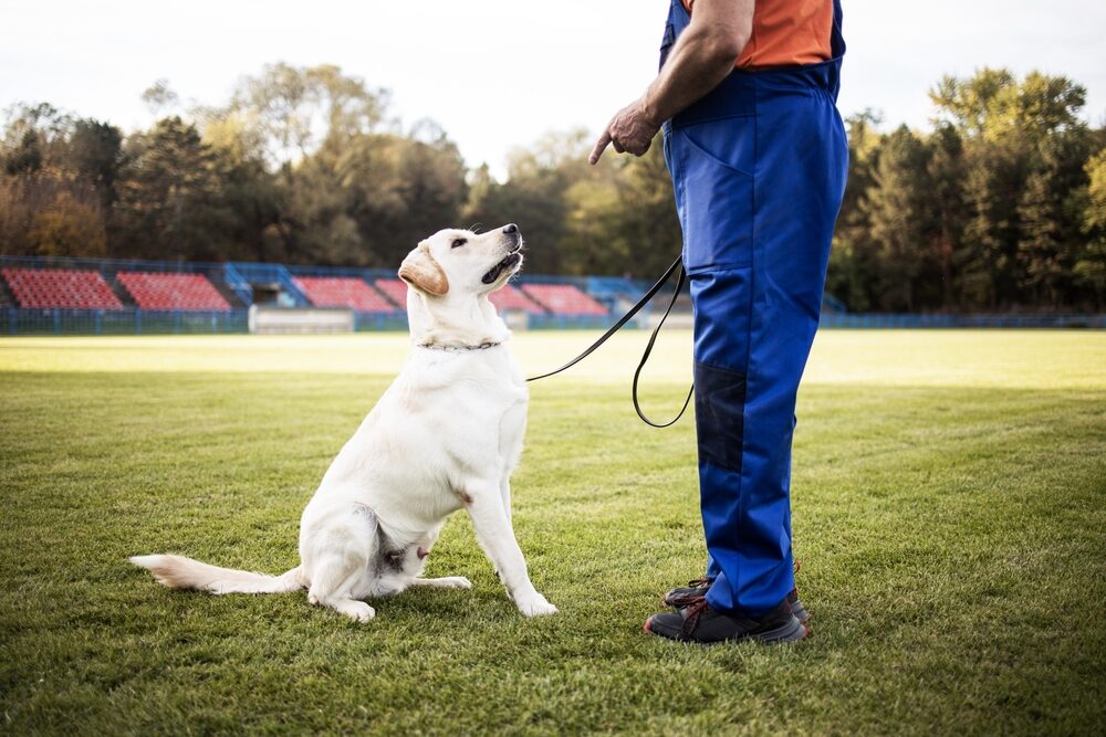 Preventing Dog Bites: A Guide for North Carolina Dog Owners a man training his dog in a stadium