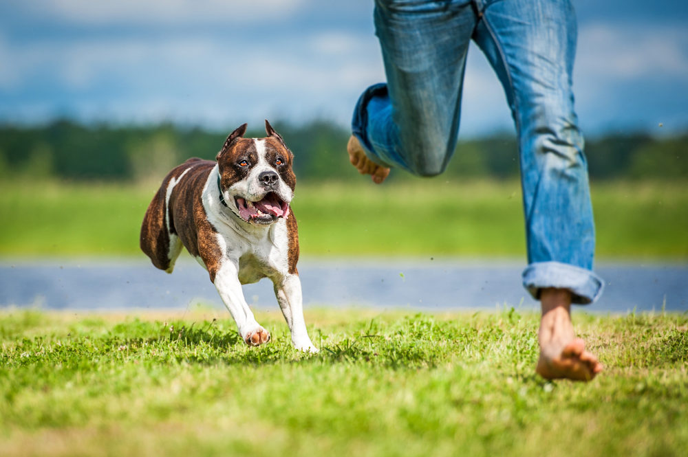 dog running in the grass behind owner