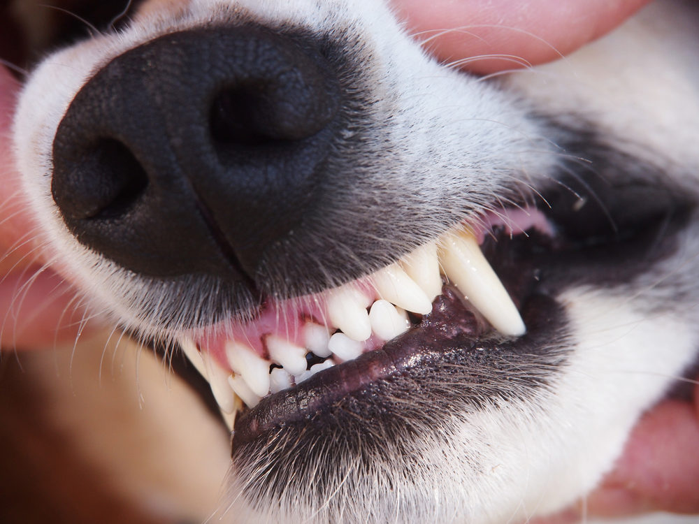 What Kinds of Damages Can You Include in a Dog Bite Claim? dog teeth