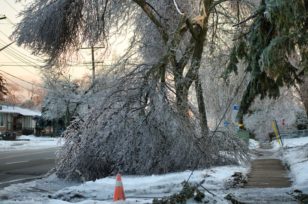 Frozen tree collapses and takes down power lines. 