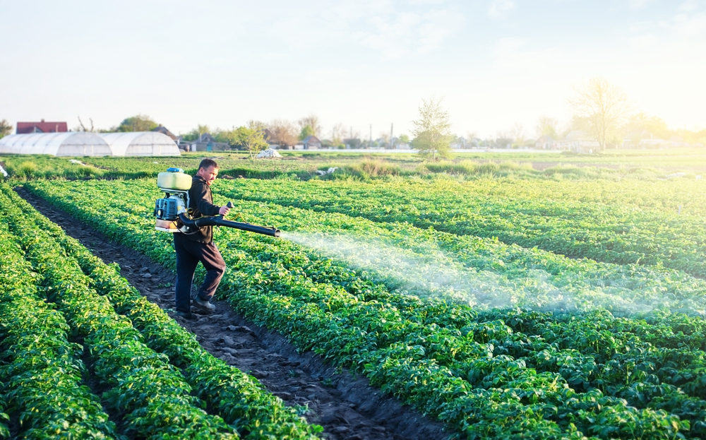 A farmer sprays a potato plantation with paraquat