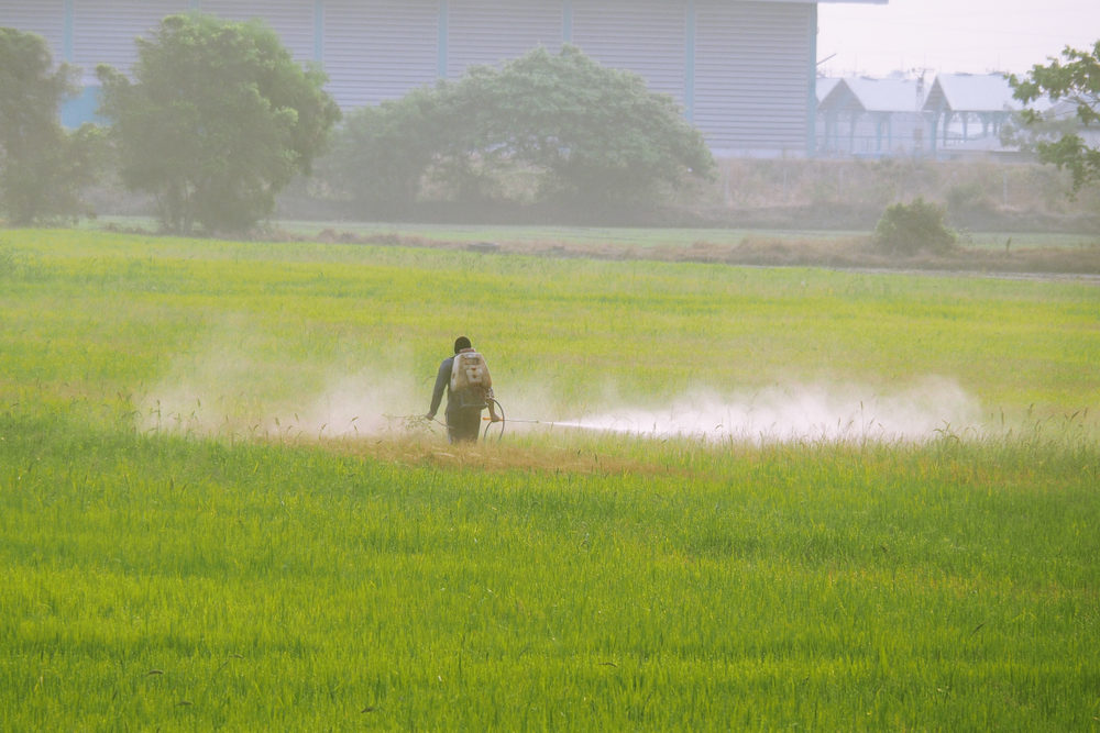 Farmer sprays pesticides/chemical fertilizer in the field