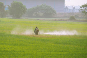 Farmer sprays pesticides/chemical fertilizer in the field