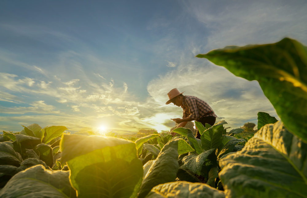 Understanding the Legal Protections of California Farm Workers A farmer inspecting his crops
