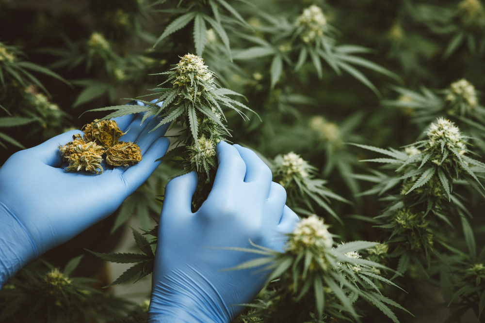 Researchers use hand to hold or examine cannabis plants in the greenhouse for medical research.