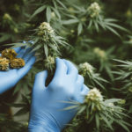 Researchers use hand to hold or examine cannabis plants in the greenhouse for medical research.