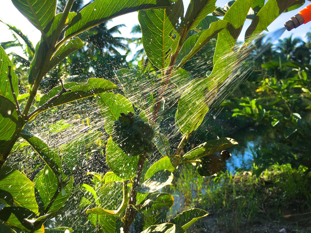 Farmer spraying a manual herbicide