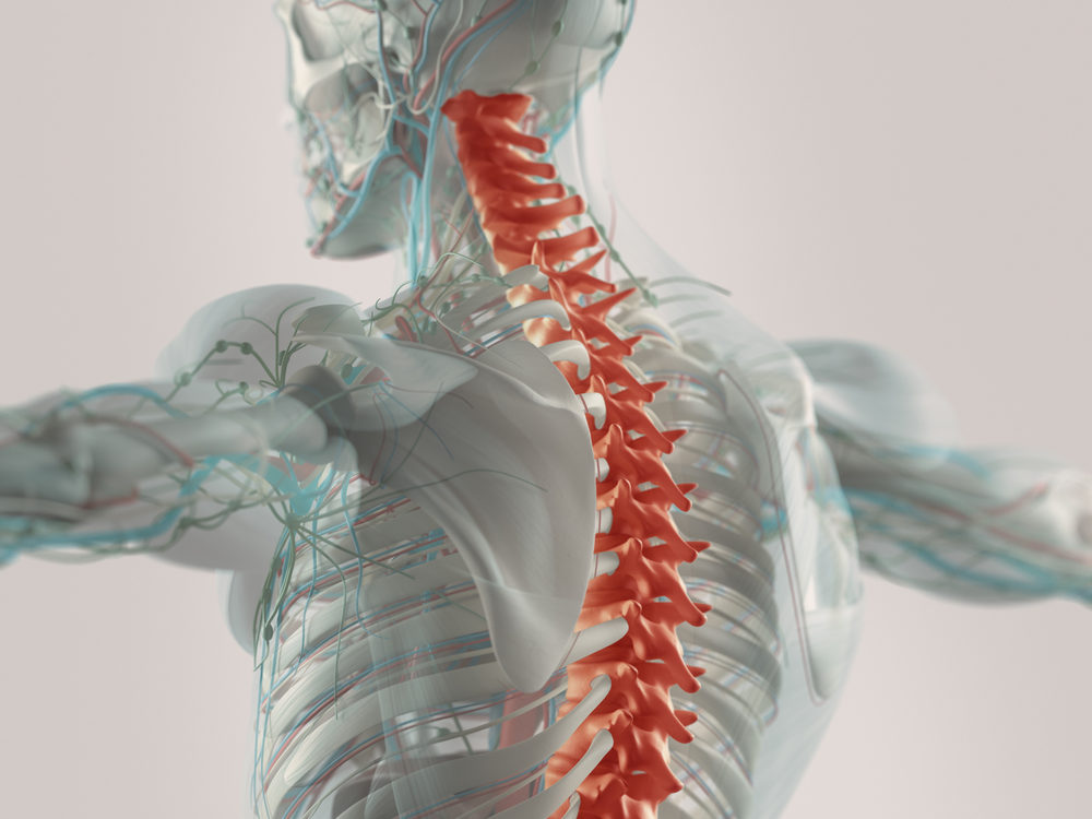 Human anatomy spine pain highlighted illustration.