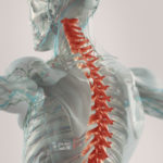 Human anatomy spine pain highlighted illustration.