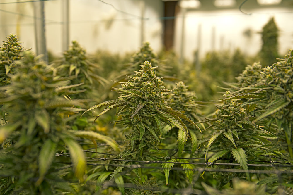 selected focus on indoor marijuana cultivation near harvest time