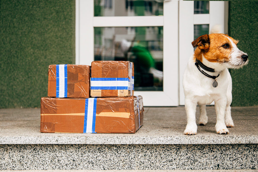 Who’s a Good Dog Owner? Hopefully You. Jack Russell Dog sitting next to the Parcel Delivery Outside Door