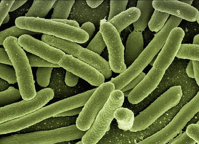 Close-up of green microbe bacteria