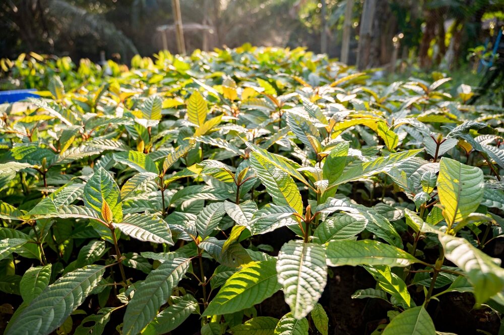 closeup view of kratom mitragyna speciosa plants