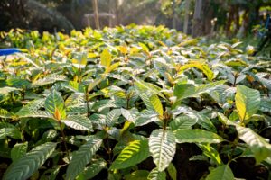 closeup view of kratom mitragyna speciosa plants