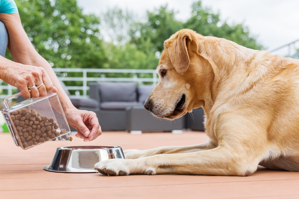 woman gives her labrador the dog food in a feeding bowl