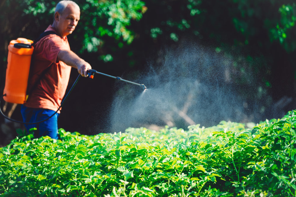 Farmer spraying vegetables in the garden with herbicides, pesticides or insecticides.