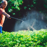 Farmer spraying vegetables in the garden with herbicides, pesticides or insecticides.