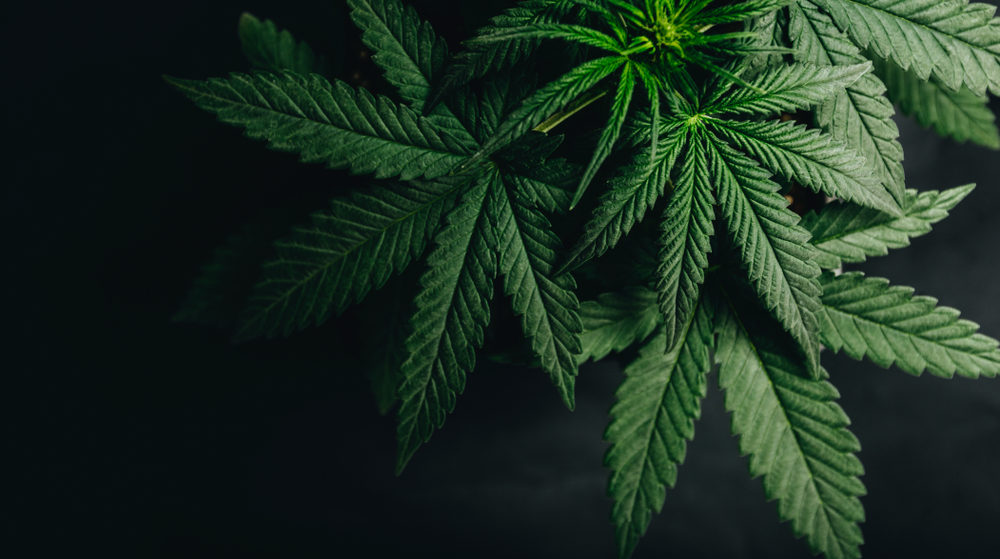 marijuana leaves cannabis plants a beautiful background