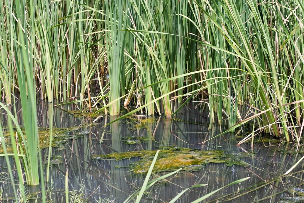 Black oily water among cattails on the Gulf Coast of the USA