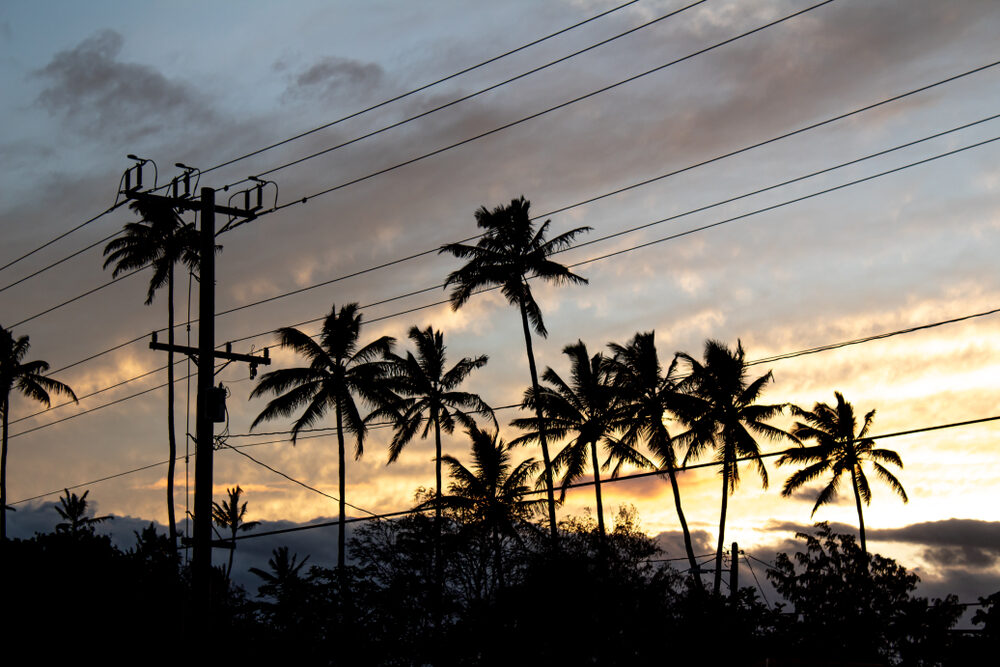 palm trees with power lines in the foreground at sunset in maui, hawaii