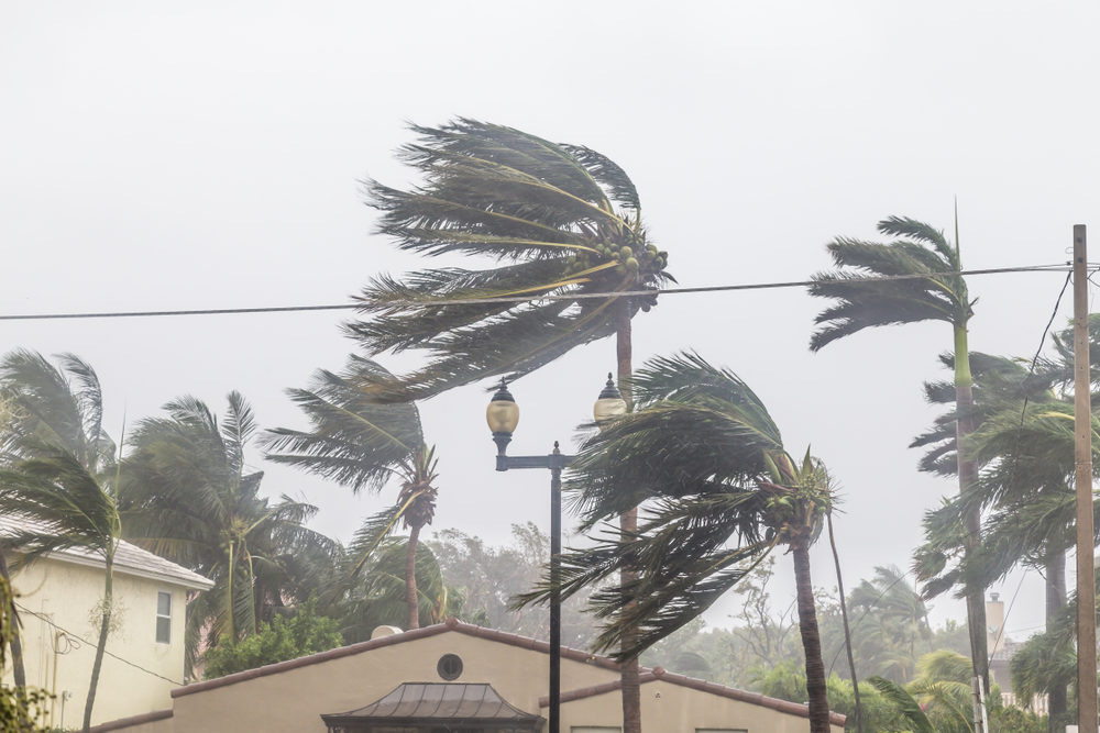 Palm trees blowing in the winds, catastrophic hurricane Irma.
