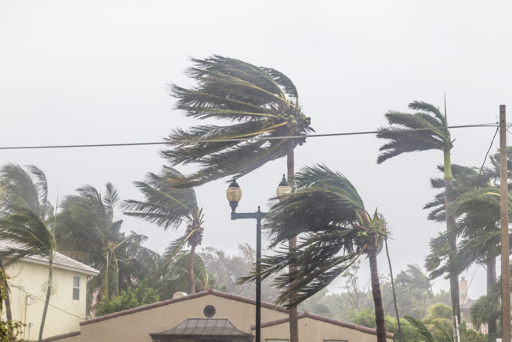 What You Need to Know About Insurance Before a Louisiana Hurricane Hits Palm trees blowing in the winds, catastrophic hurricane Irma.