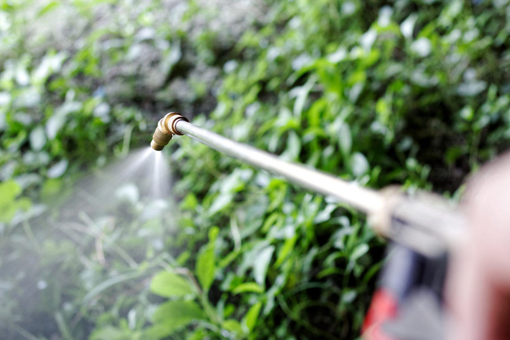 Spraying herbicide from the nozzle to Para Grass weeds