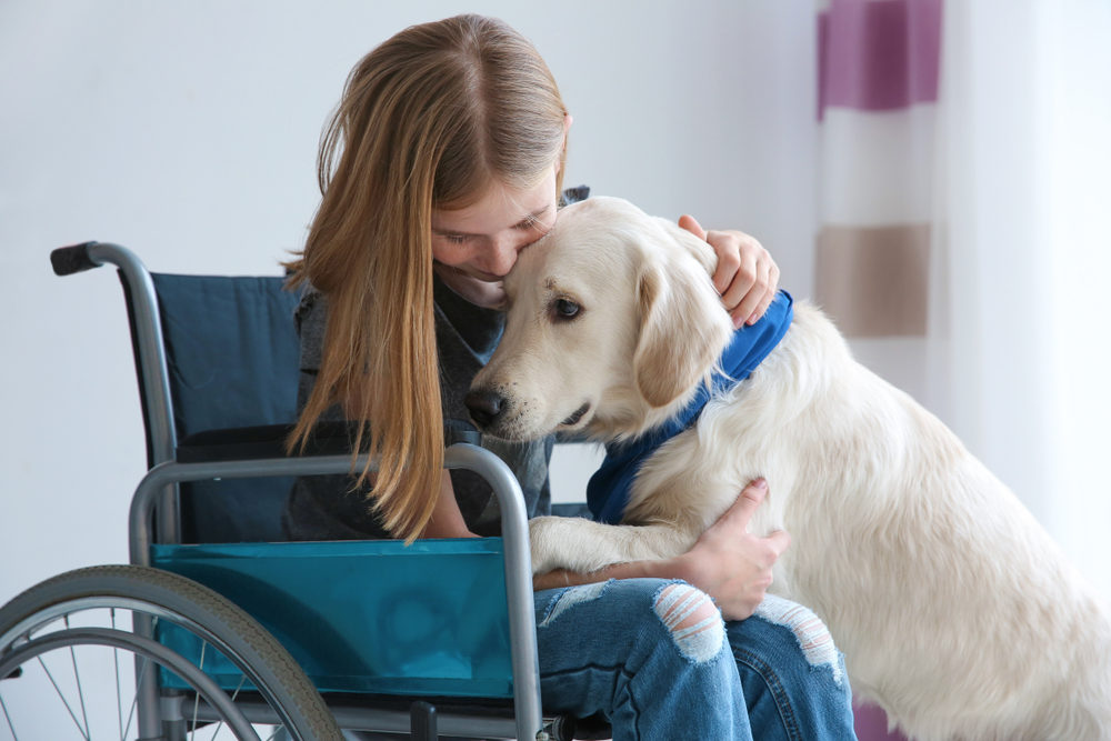 A large golden retriever service dog being embraced by a yougn girl in a wheelchair