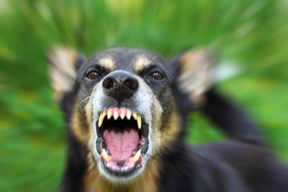 What Are My Rights If I Was Bitten While Trespassing? An angry German Shephard bares its teeth at the camera
