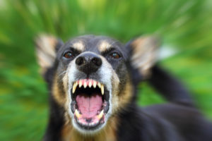 An angry German Shephard bares its teeth at the camera