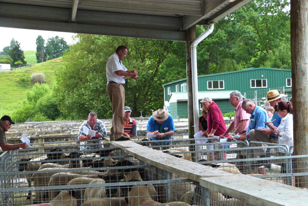 A man stands above several pens of animals at a livestock auction