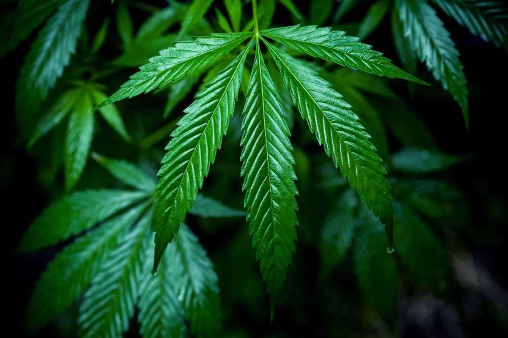 Michigan Supreme Court Opens Door for Limits on Medical Marijuana Patients and Caregivers