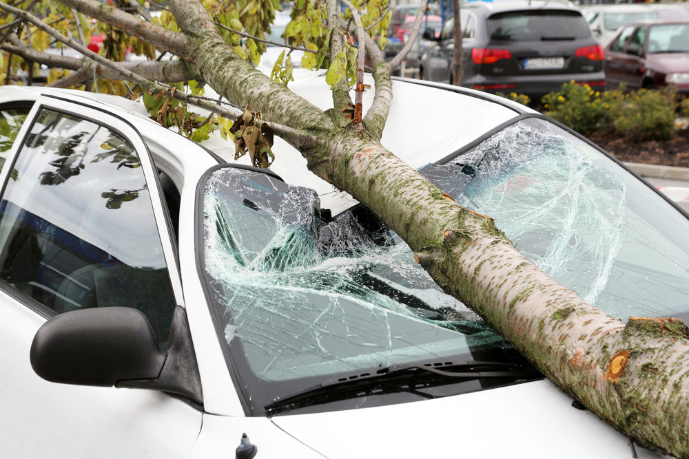Hwy 89 Single-Vehicle Crash with Tree Injures One in Truckee Car damaged from fallen tree