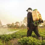 Farmer spraying pesticide during sunset time