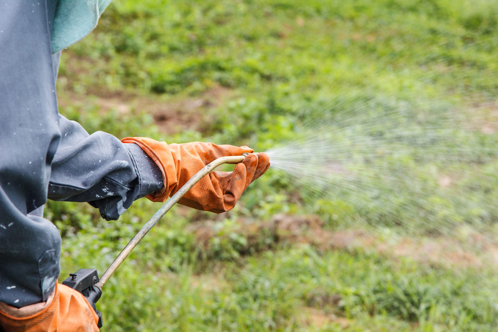 Parkinson’s Disease Incidence May Be Higher Than Previously Believed: Does Paraquat Play a Role? man spraying paraquat on weeds in a yard