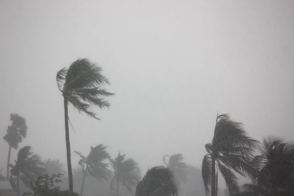 rain storm impact palm trees,strong wind with gray sky