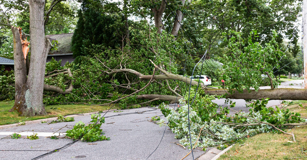 Toppled over trees and electric wires lying across a residential street after tropical storm