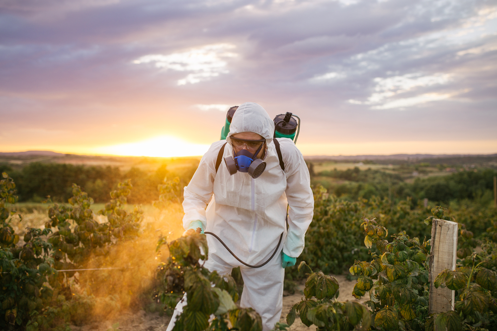 Man spraying toxic pesticides or insecticides on fruit growing plantation.