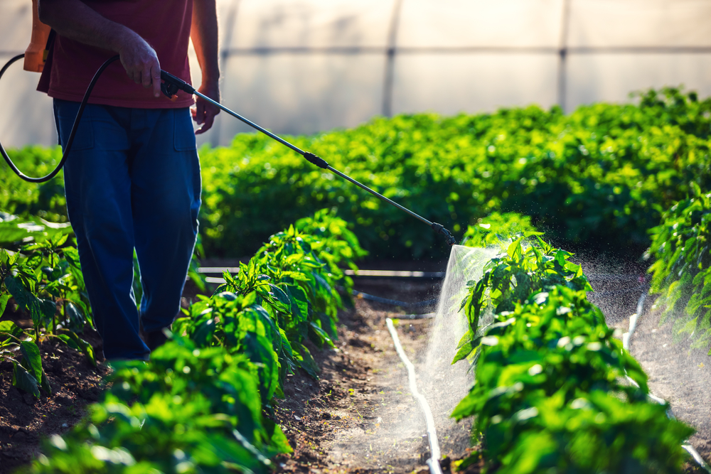 Farmer spraying vegetable green plants in the garden with herbicides, pesticides or insecticides.